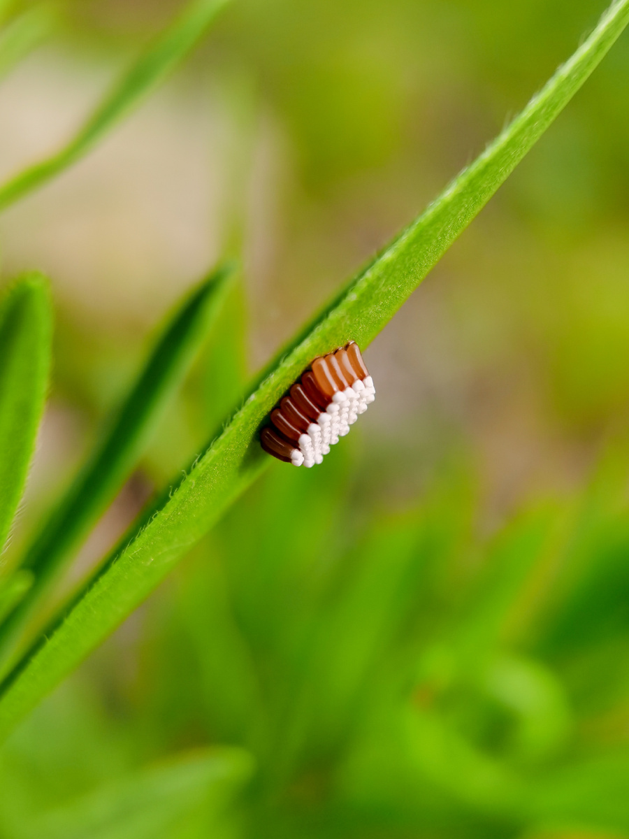 记录镜头下的美好昆虫记猎蝽卵mate30pro5g微距镜拍摄
