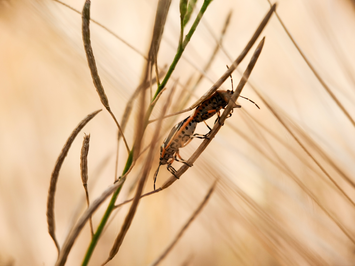 《记录》镜头下的美好.《横纹菜蝽》