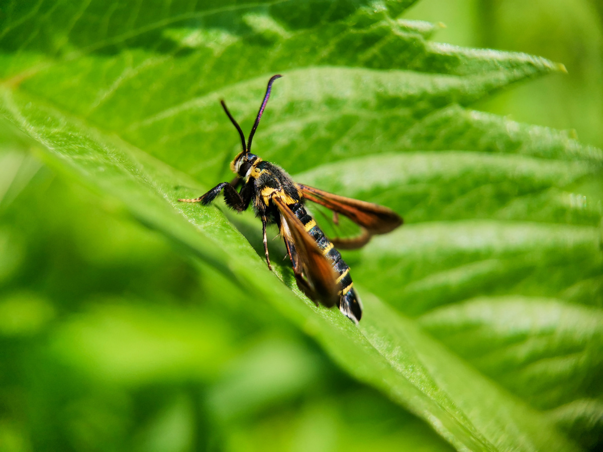 记录镜头下的美好昆虫记透翅蛾荣耀20pro微距镜拍摄