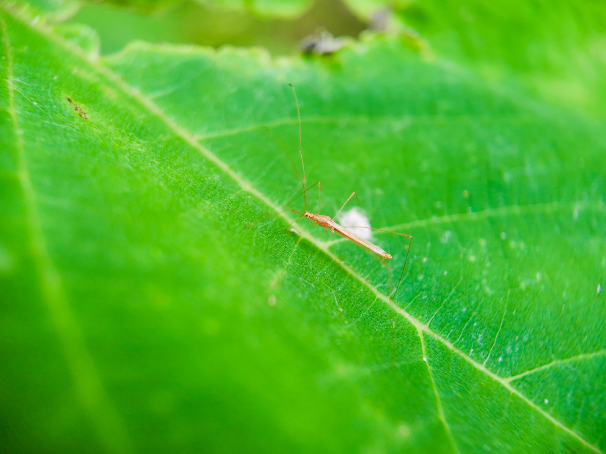 记录镜头下的美好昆虫记跷蝽荣耀20pro微距镜拍摄