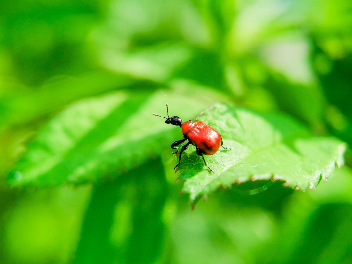 记录镜头下的美好昆虫记长鼻象甲荣耀20pro微距镜拍摄