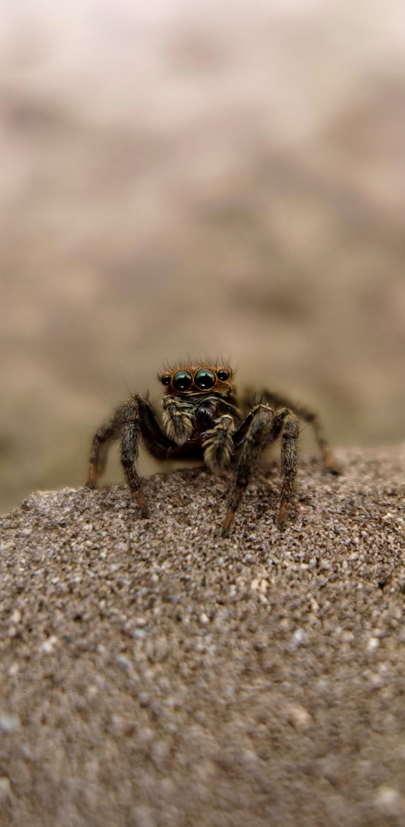记录镜头下的美好昆虫记大眼萌小跳蛛mate30pro5g微距镜拍摄