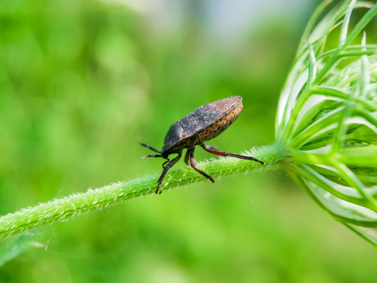 记录镜头下的美好昆虫记大皱蝽荣耀20pro微距镜拍摄