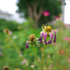 残菊
