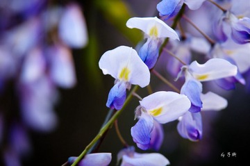 _IGP3168.jpg