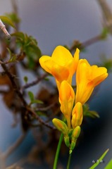 _IGP3390.jpg