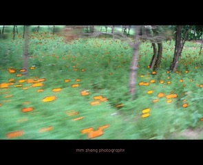 flower  黄金海岸 BeiJing 