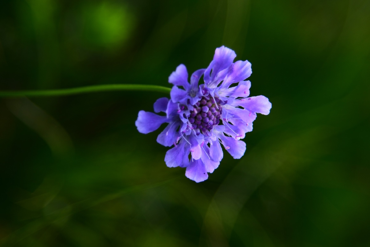 草原上漂亮的花