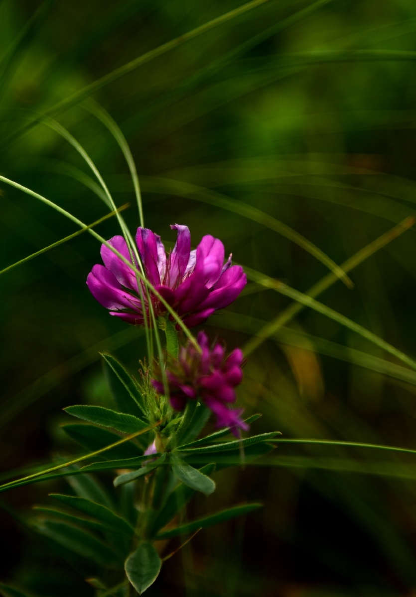 草原上漂亮的花