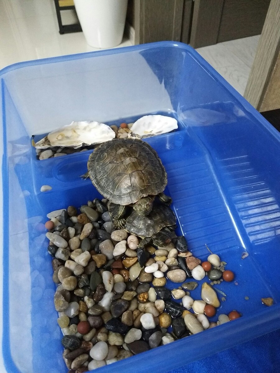 重庆乌龟养殖基地,新手养龟必须先备好水和龟缸