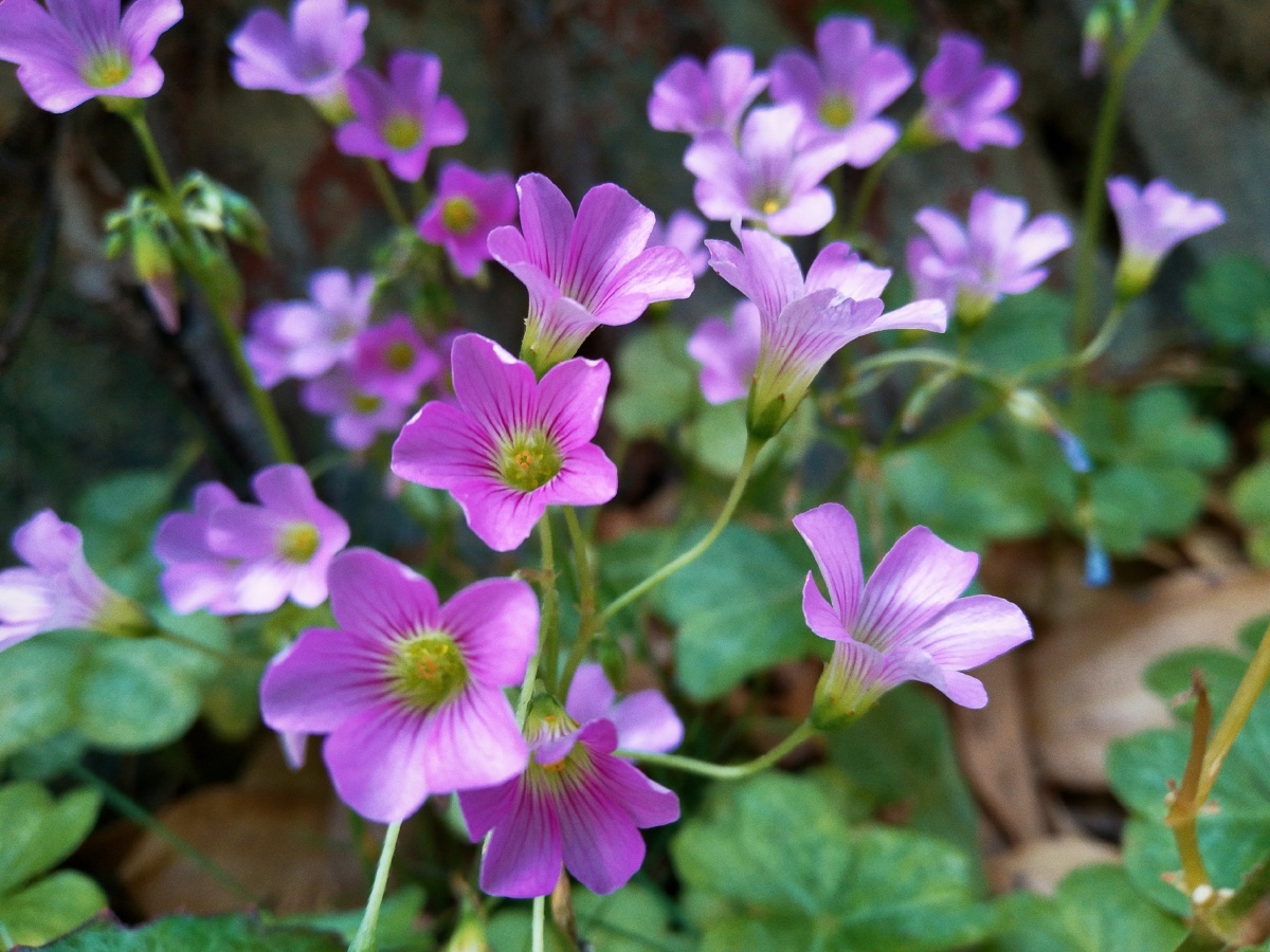 人间四月芳菲尽,唯有野花朵朵开.