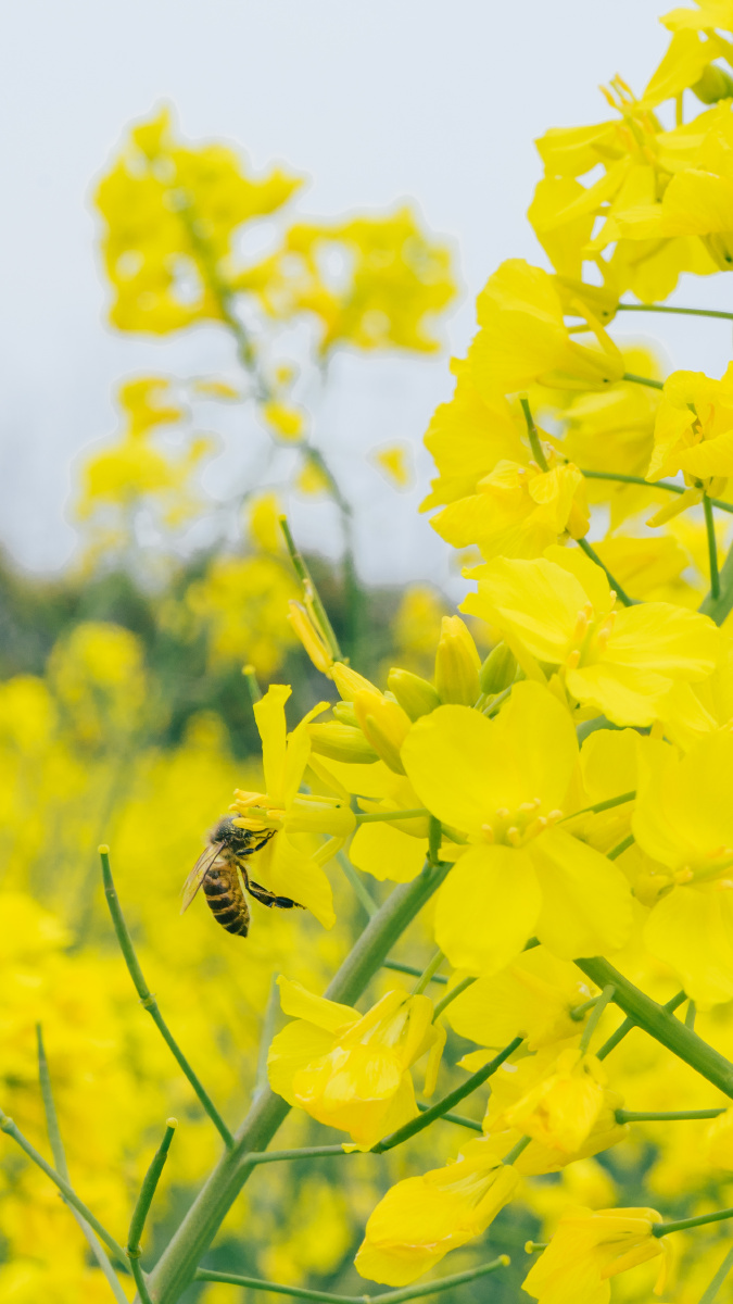 油菜花 - 那天我们后会无期 - 图虫