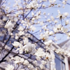 玉兰花-Fuji Pro 160NS