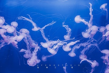 水母