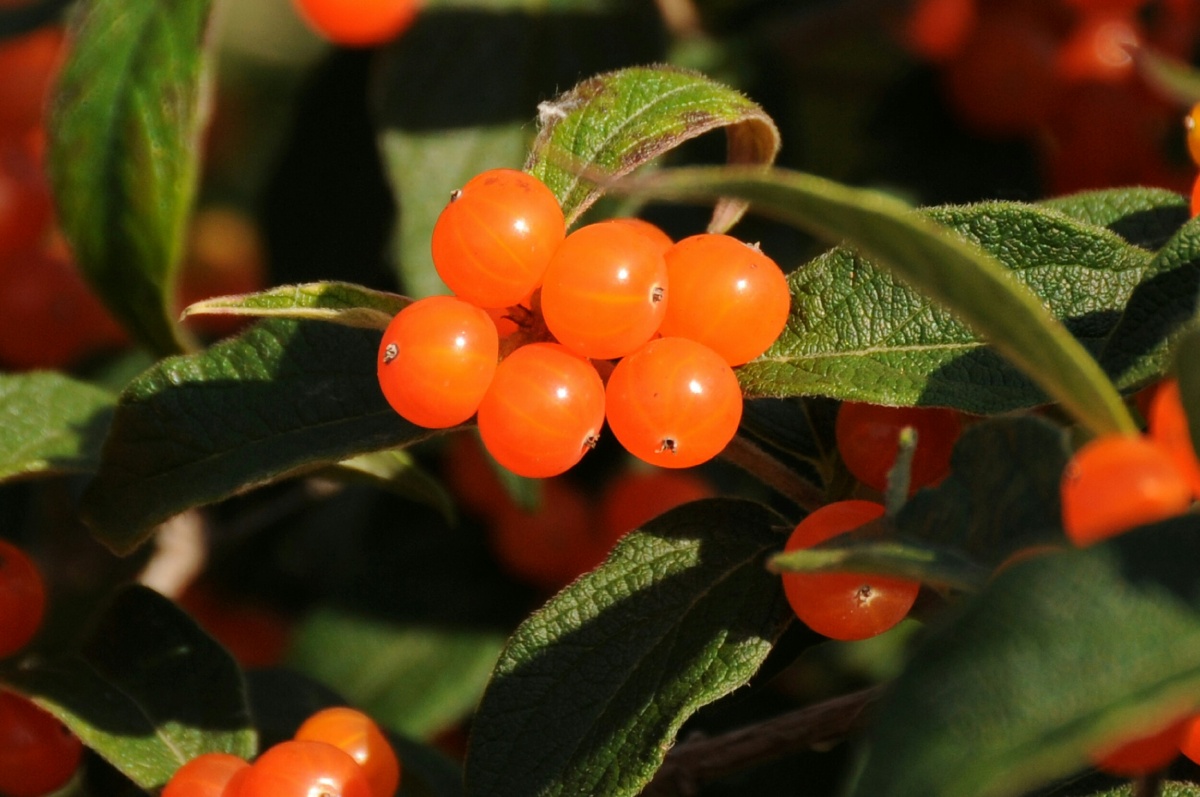 沙棘果
