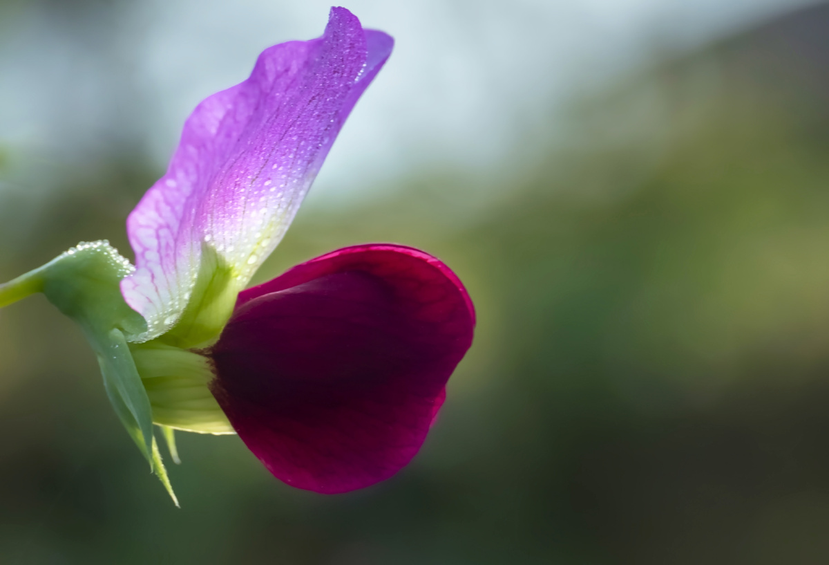 豌豆花 - 横山雨 - 图虫