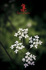 DSC_0108——草叶集1