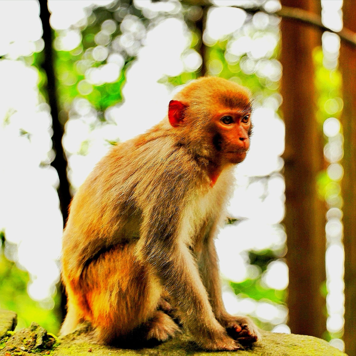 猕猴三拍摄于庐山仙人洞