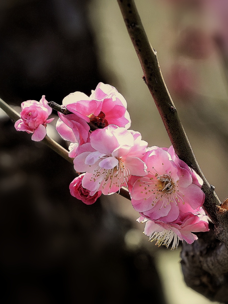 梅花迎春～(二十一)