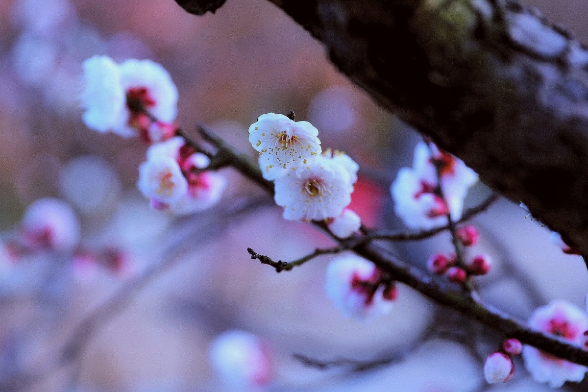 梅花迎春十一