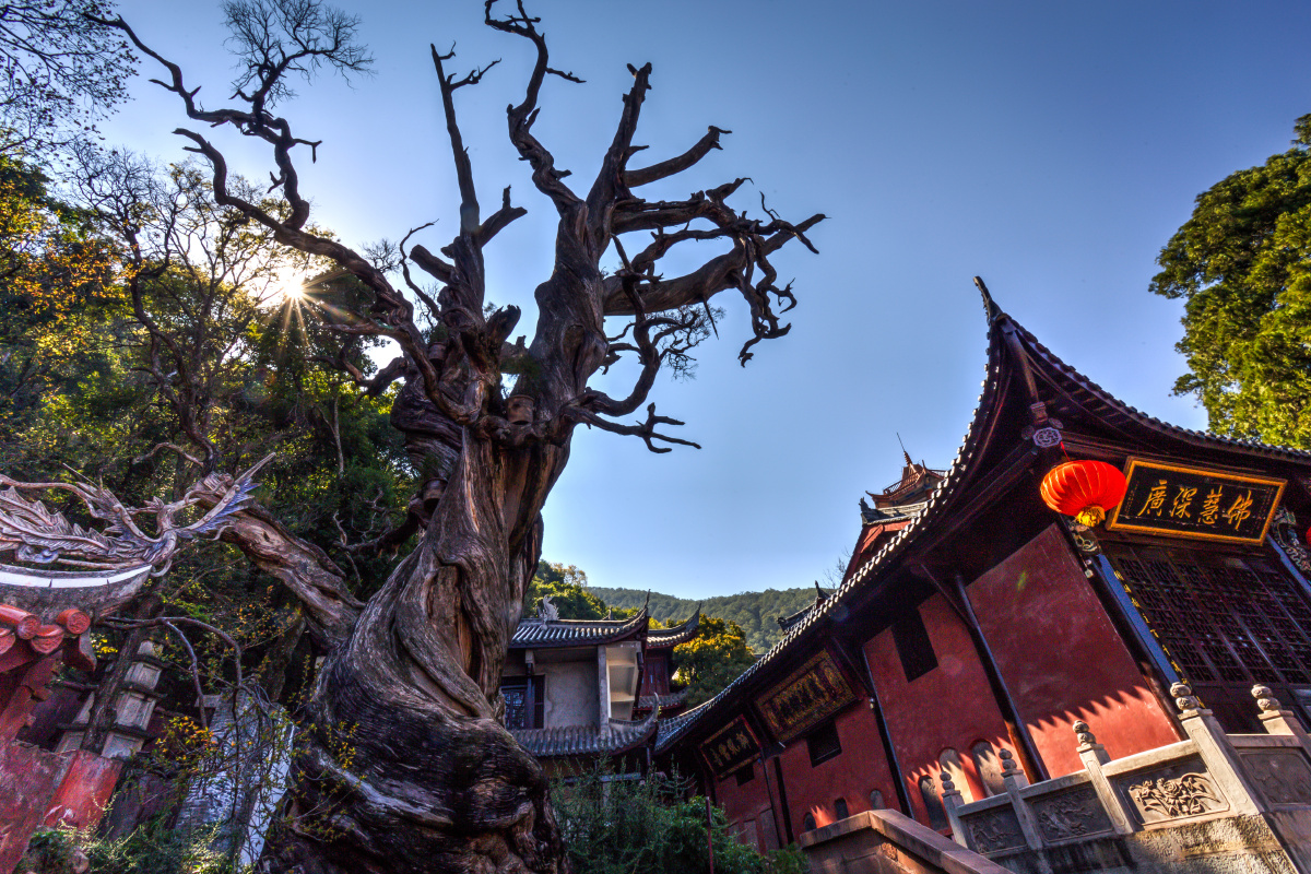 西昌光福寺古树樱花 0 打开微信,使用"扫一扫"即可将网页分享之朋友圈