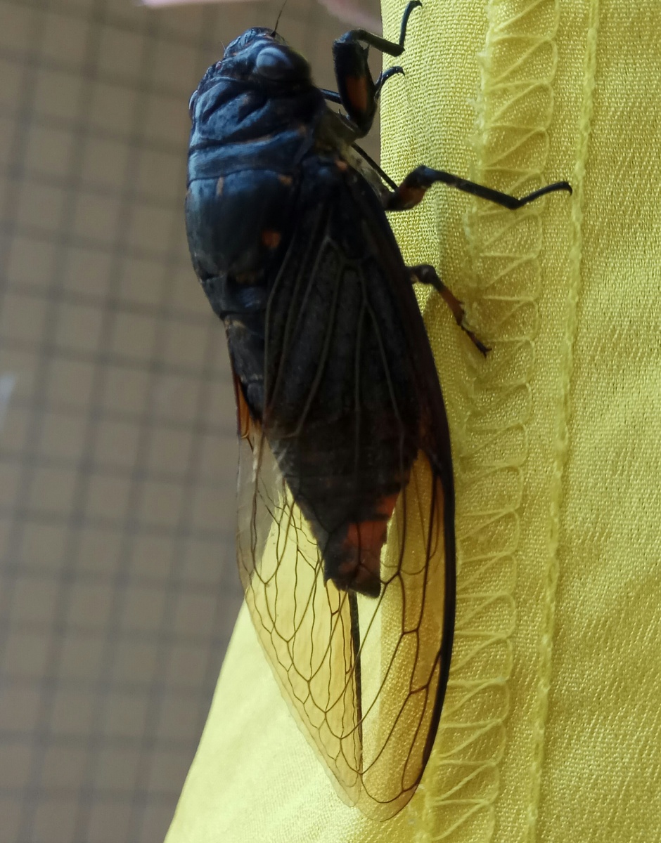 目养神,突然听见一阵厚重而有沧桑感的蝉鸣声,寻声前去,见此硕大黑蝉