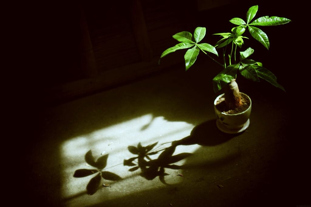 阳光下的植物