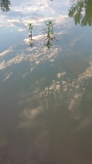 176415