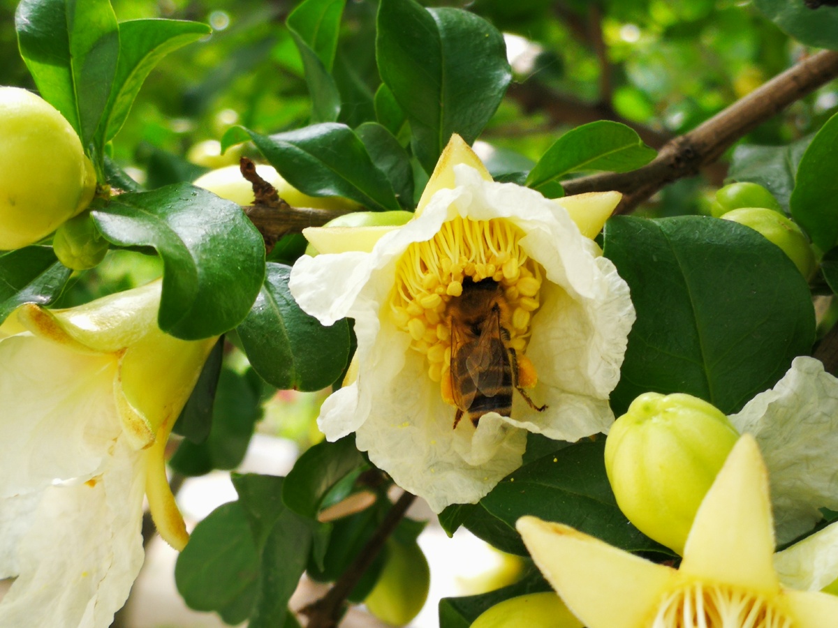 我要上开屏61白石榴花