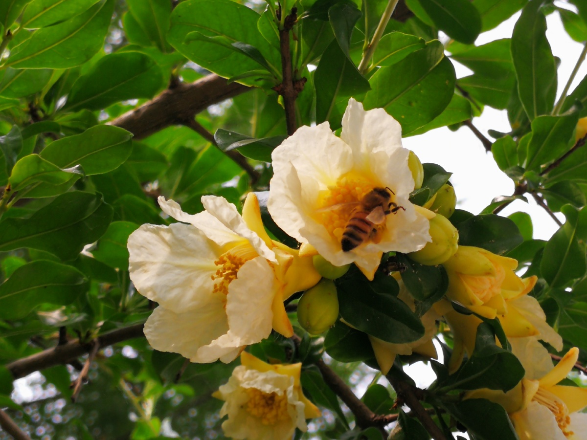 我要上开屏61白石榴花