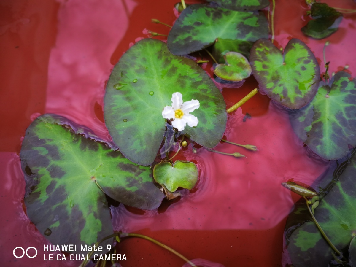 微视角浮萍开花