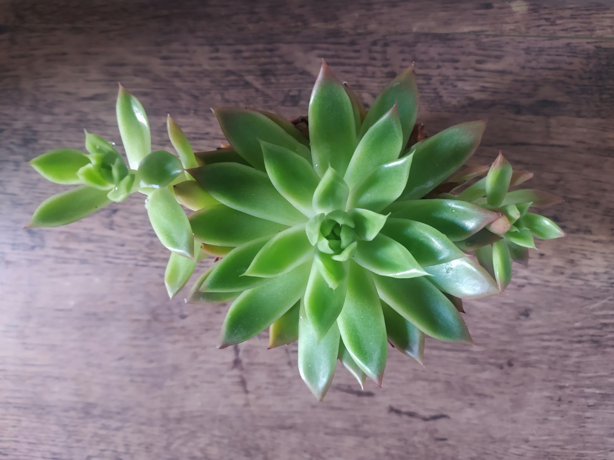 多肉植物白蜡东云 - 庄泽峰 - 图虫