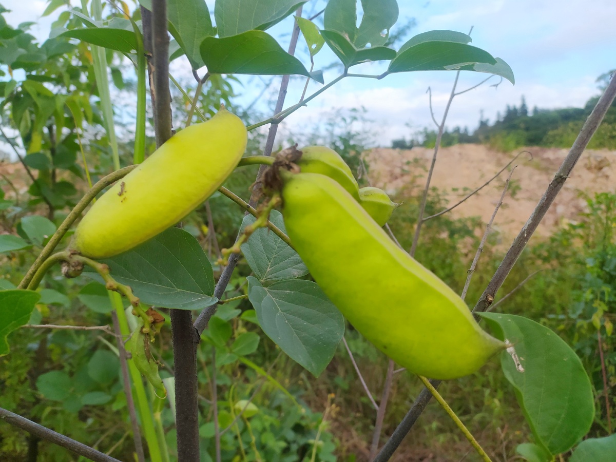 乡村路边拍到的海刀豆 - 庄泽峰 - 图虫