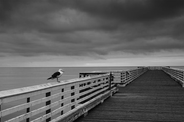 Seagull