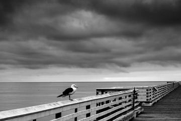 lonely seagull