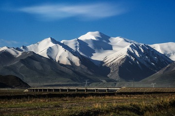 16004