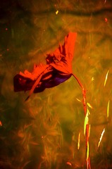水中花