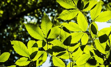 IMG_8962.jpg