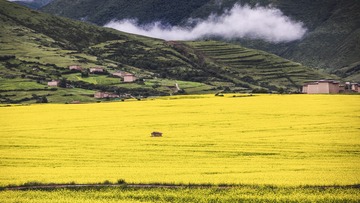 黄金时节