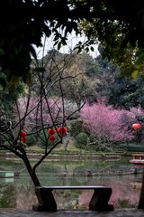 春之梅开