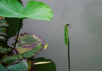 IMGP0547.jpg