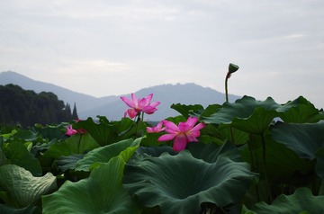 IMGP0595.jpg