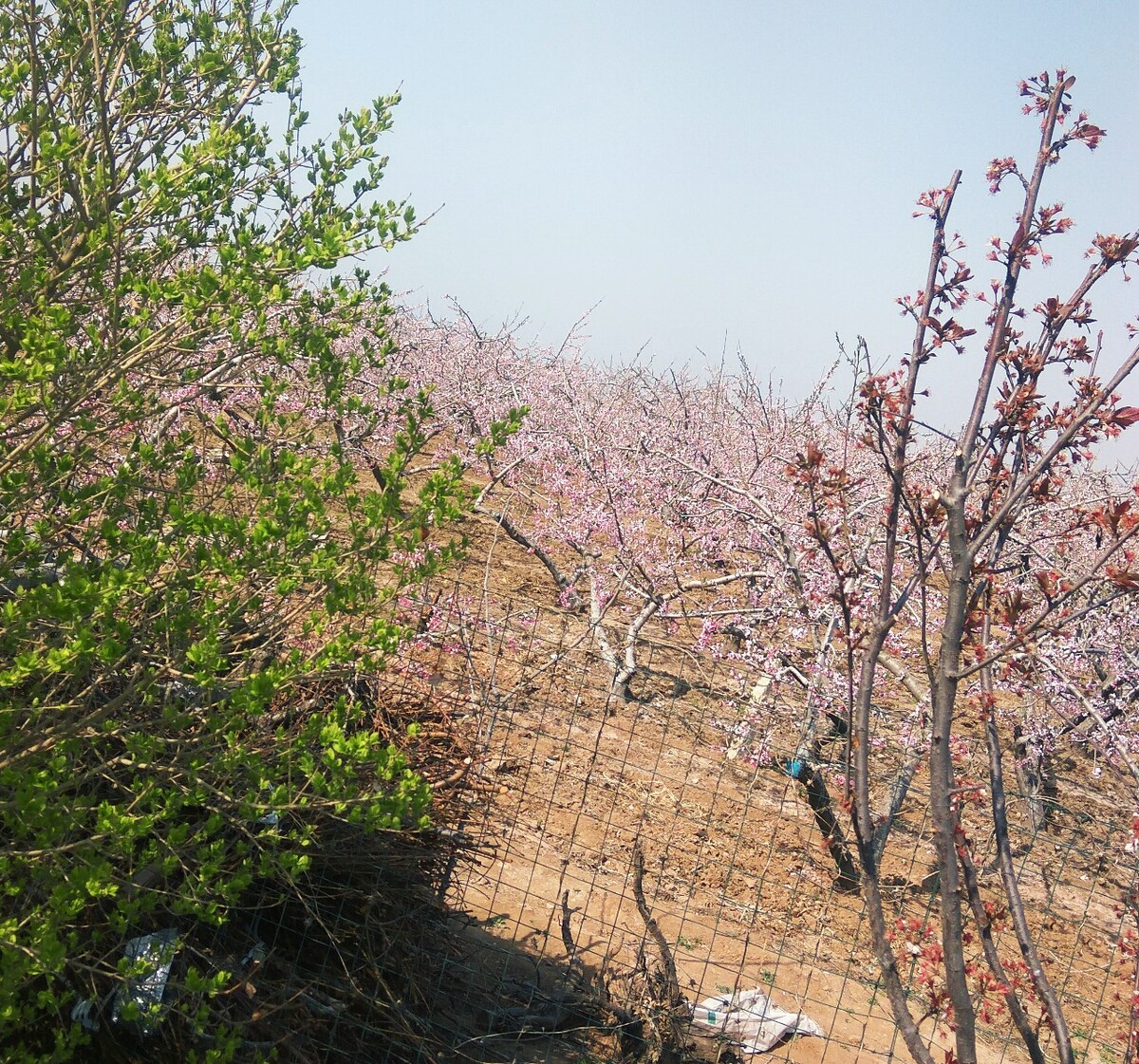 十里桃花