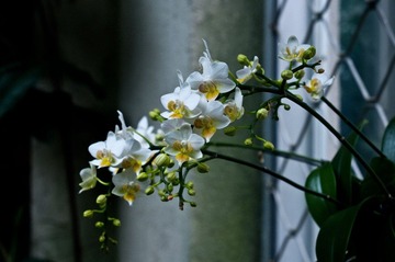 IMGP5195.jpg
