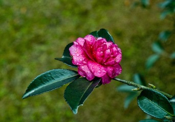 IMGP5230.jpg