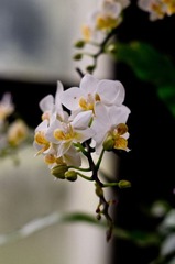 IMGP5244.jpg