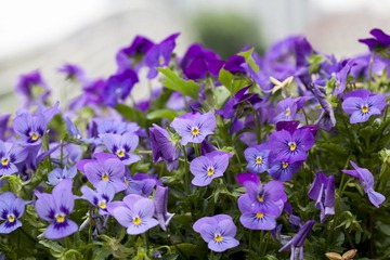 _MG_1758.jpg