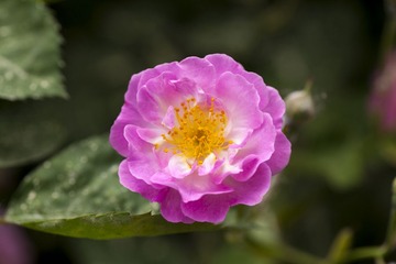 _MG_1704.jpg