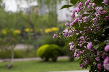 _MG_1713.jpg