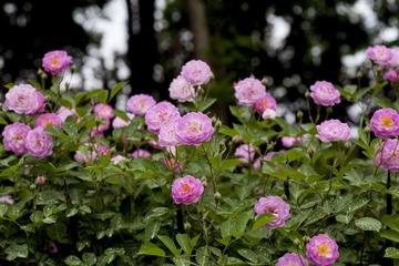 _MG_1737.jpg